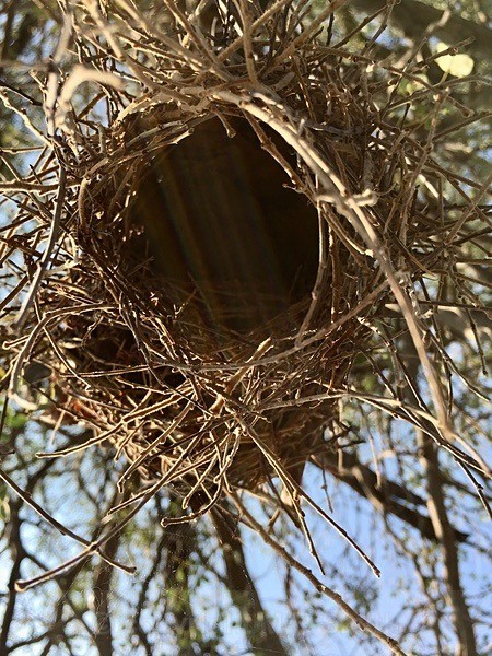 Entrance Into A Weaver nest - BIRDS & INSECTS