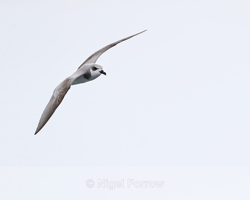 De Fillipi's Petrel in flight, Pacific Ocean, Chile - Masatierra (De Filippi's) Petrel