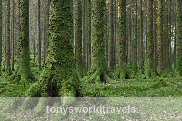 Enchanted Forest ,Ireland - Ireland
