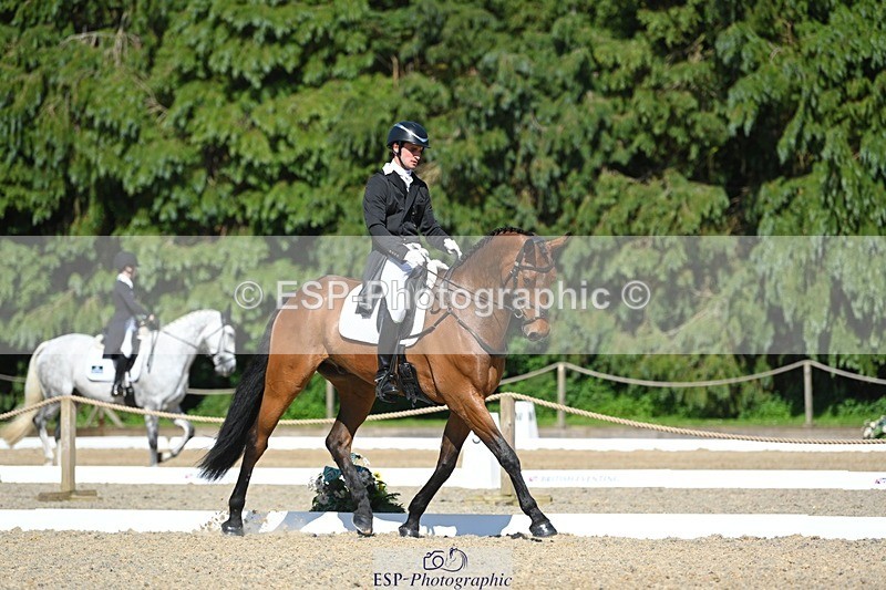 230526-161737-07323 - 255-HI_MR_HENRY-Henry_Hobby-WEDTrotUp+DR