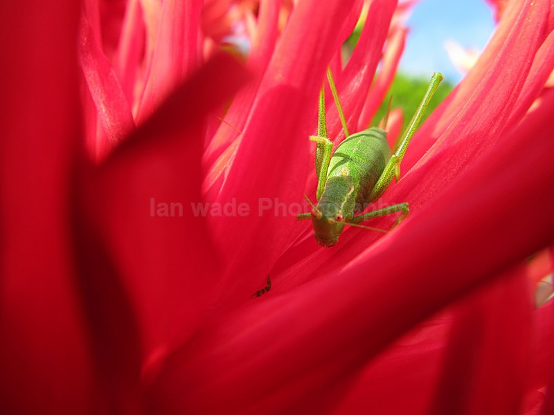  - Insects & Snails, Great Britain
