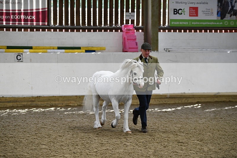 WJ5_5338 - Class 4 In hand M&M - small breeds