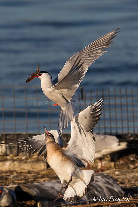 Common Tern with catch of the day! - Nature