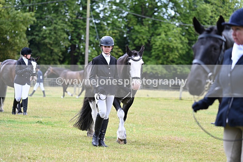 WJ7_6928 - Class 5a Most Handsome Gelding in Hand
