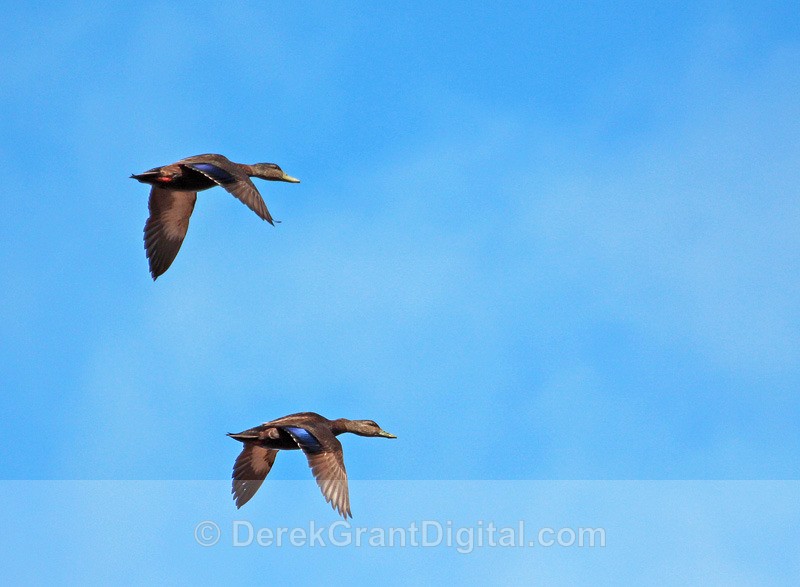 Black Ducks in Flight