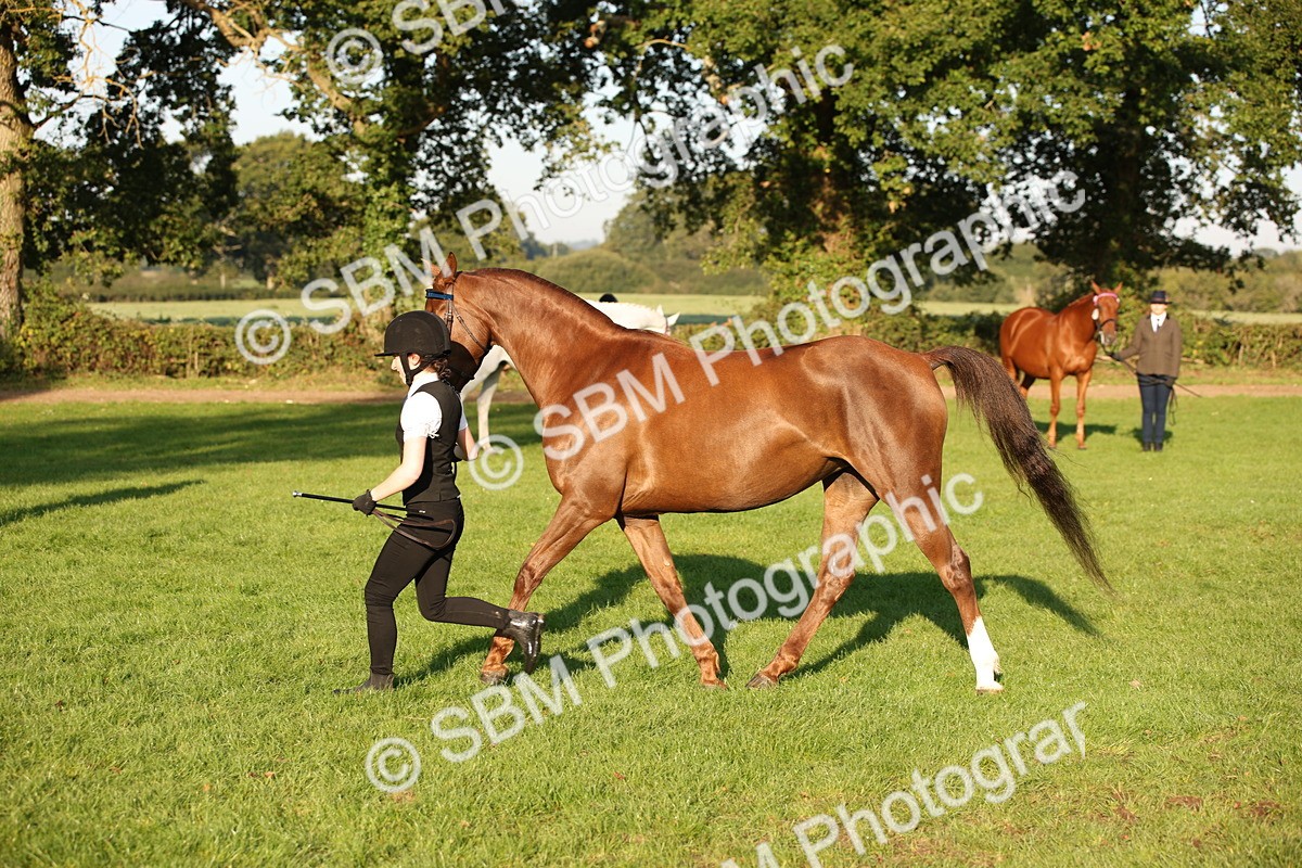 SBM_57566 - S50 - Foreign Breeds In Hand