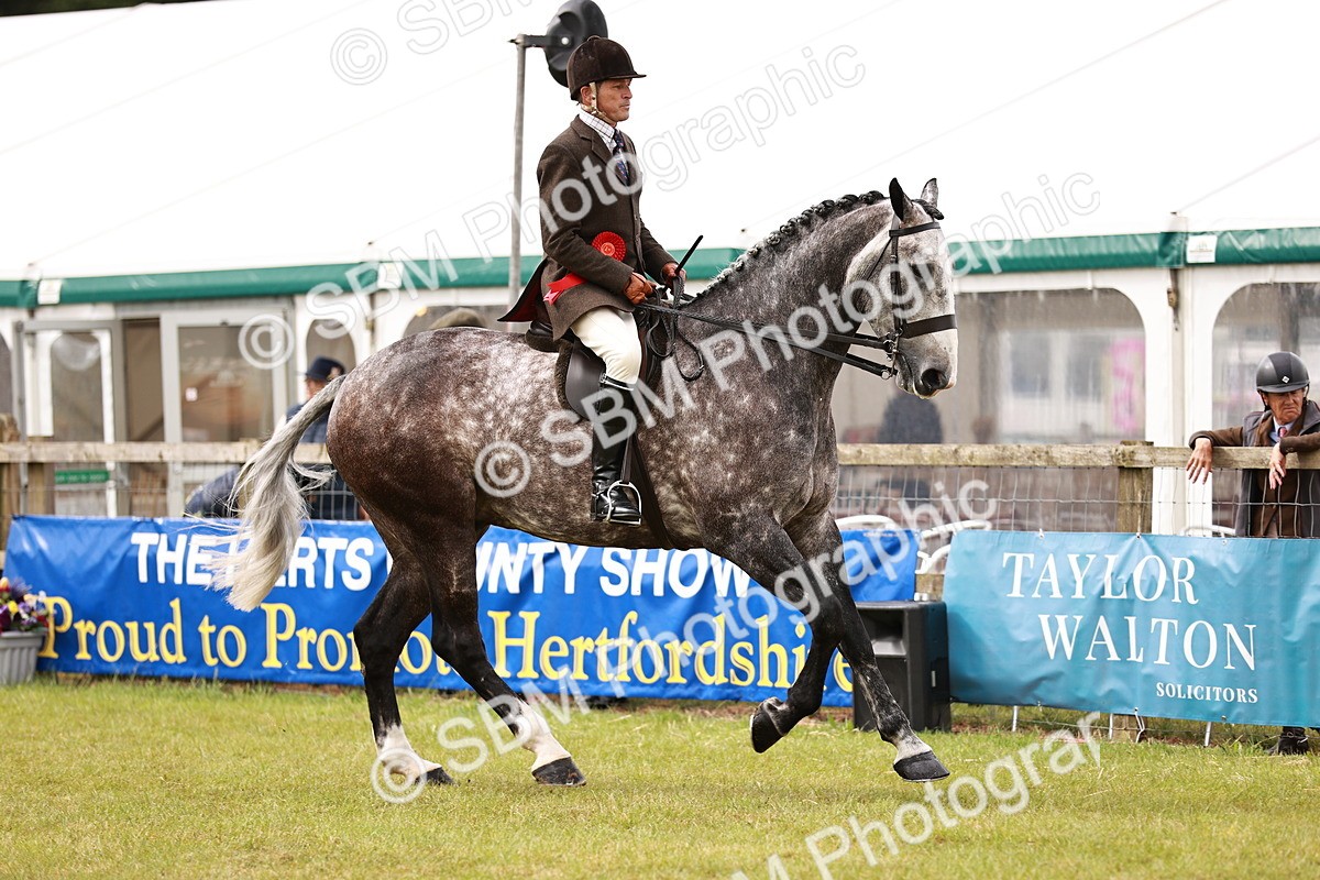 SBM_11559 - Class 81-84 - RIHS Ridden hunters Inc Ladies Hunter