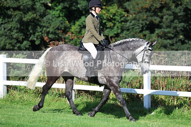 3E7A7561 - Class 1: Novice Working Hunter Pony