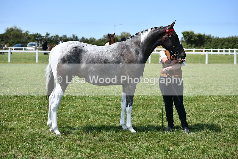 DSC_7531 - Class 63: Coloured Horse Youngstock