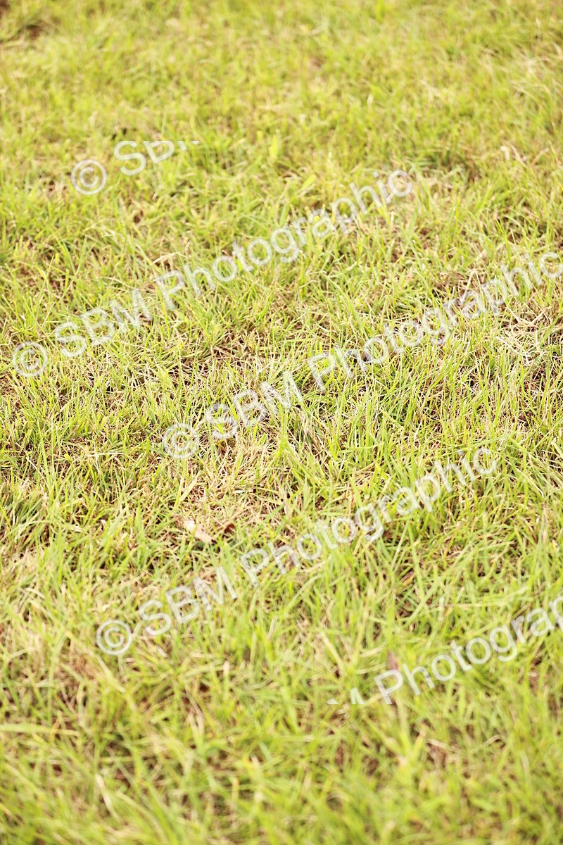 SBM_06012 - Class 39-41 TGCA In Hand and Ridden