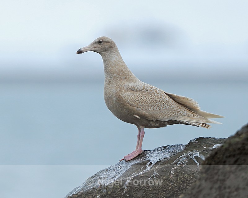 Juvenile Glaucous Gull perched on a rock, Grundarfjörður - Glaucous Gull