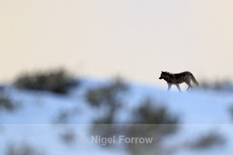 Wolf walking along skyline, Yellowstone National Park - Wolf