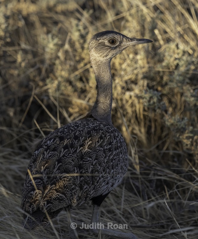 Red-crested Korhaan - Namibia 2022