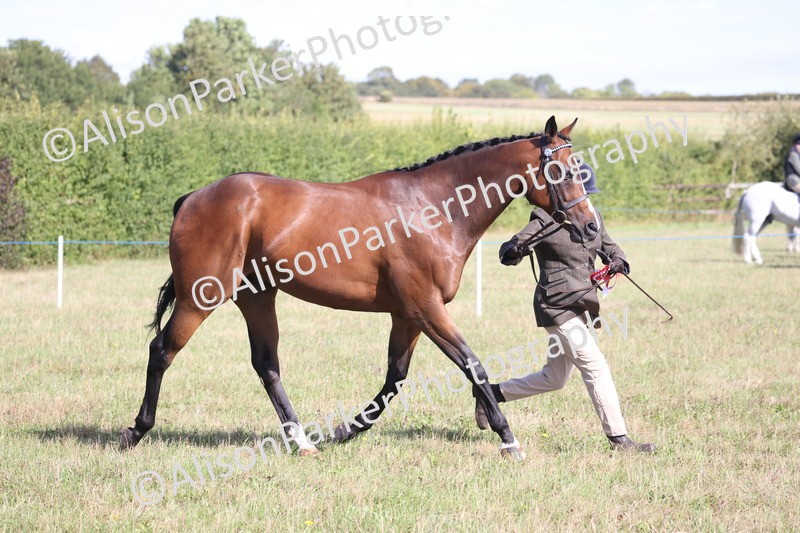 20260906-0738 - Class 22 - Ex Racehorse