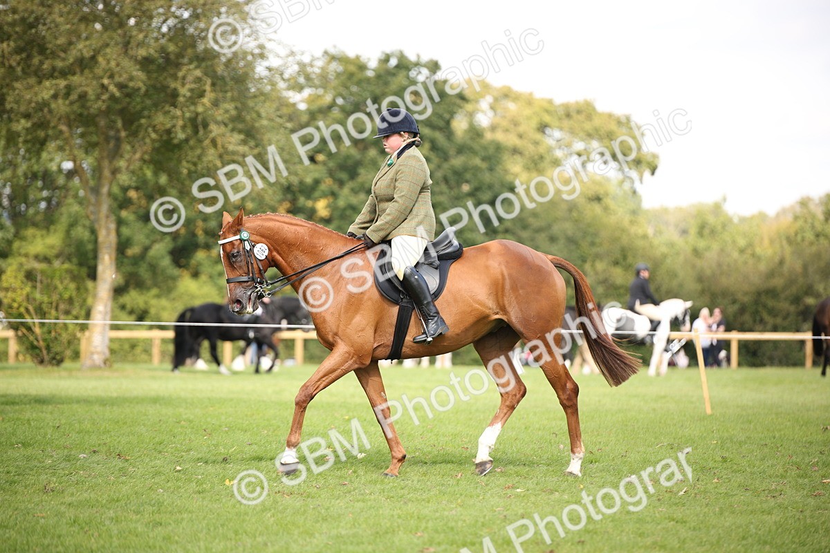 SBM_65933 - S64 - Riding Horse & Hack & Thoroughbred Ridden