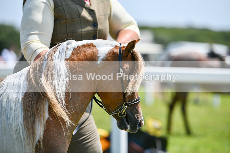 DSC_7251 - Miniature Horse Championship