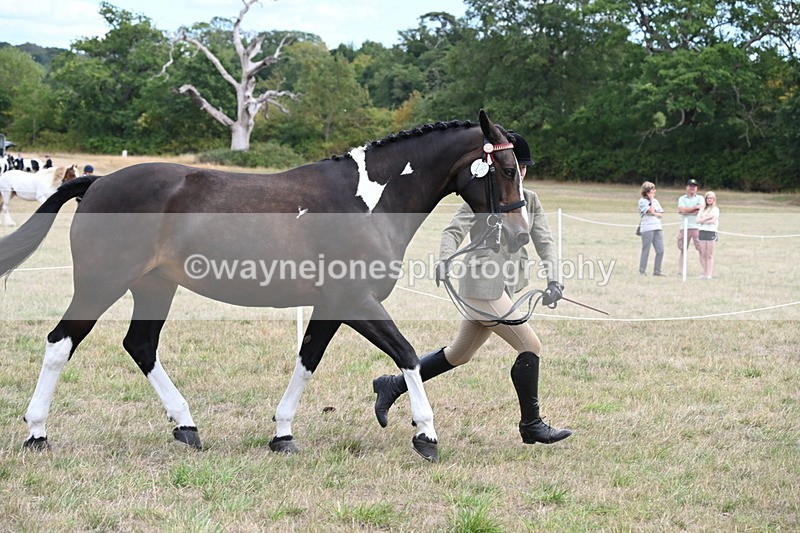 WJ6_5871 - Class 19 In-hand Veterans (Uploaded correct folder)