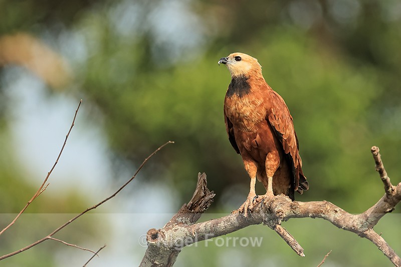 Black-collared Hawk, Corixo Negro, Mato Grosso, Brazil - Black-collared Hawk
