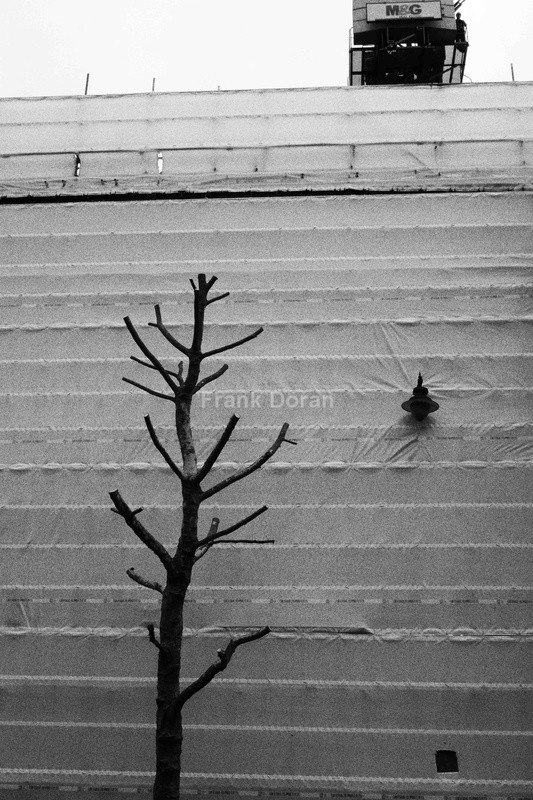 TREE AND PLASTIC - Frank Doran