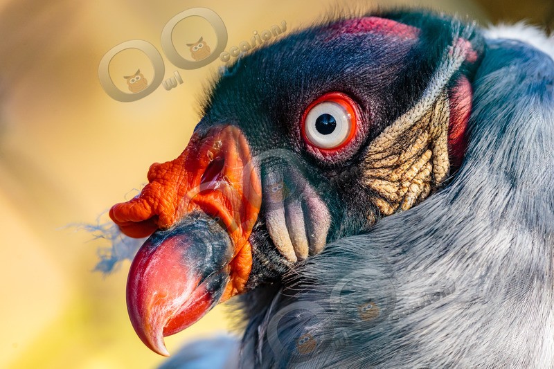 king vulture  sarcomamphus papa-6366 - BoP from around the world