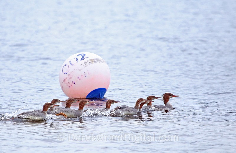 Common Mergansers - Urban Wildlife