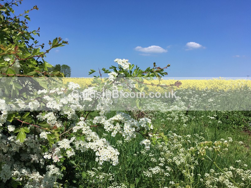 07 Hawthorn blossom - COUNTRYSIDE