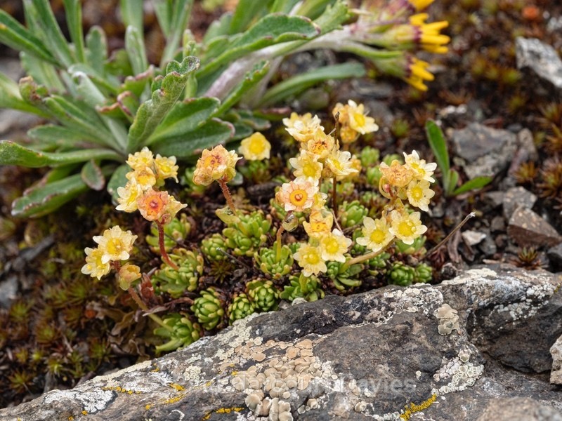 Musky saxifrage (Saxifraga exarata ssp moschata) - Wild Flowers