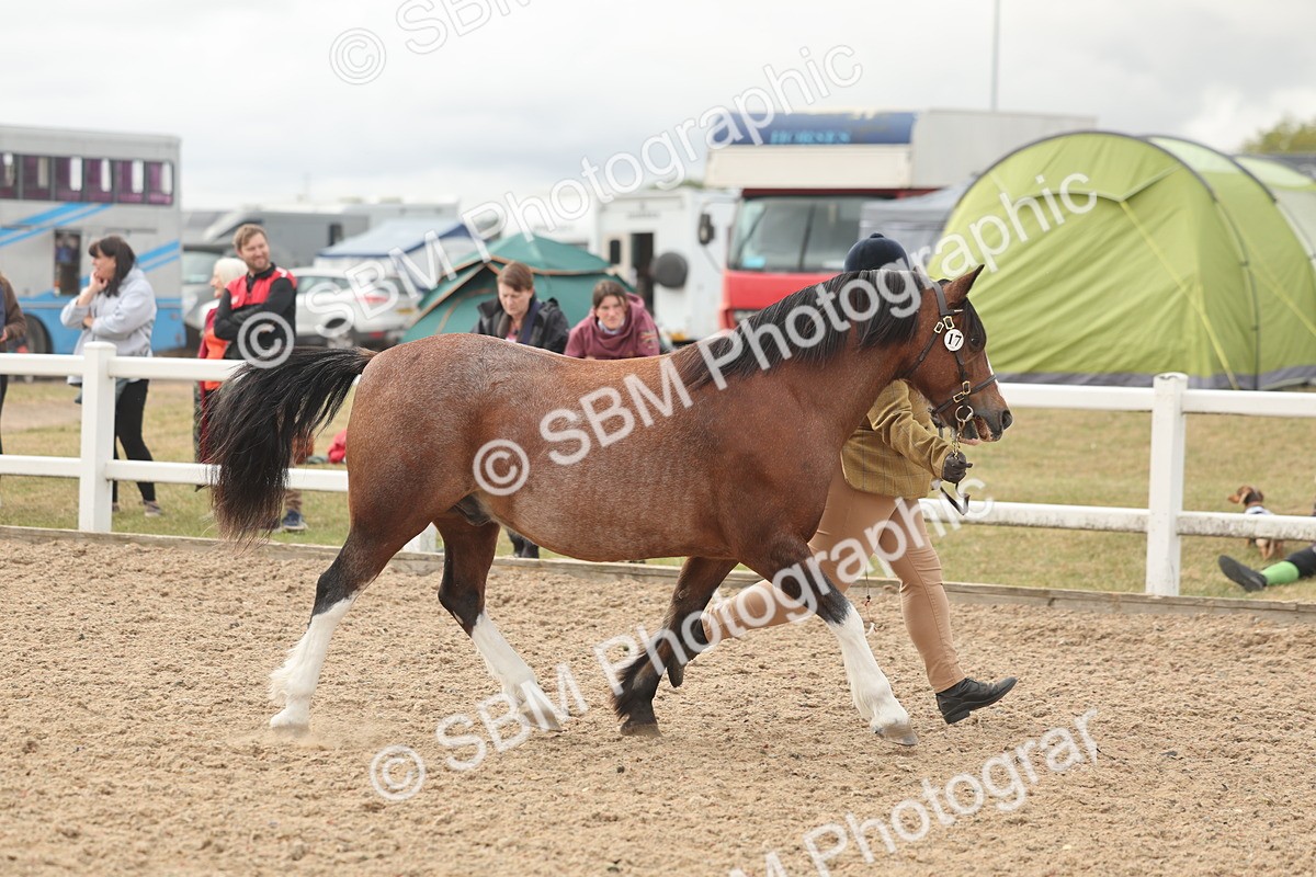 SBM_03212 - Class 16 - IH M&M Wildcard