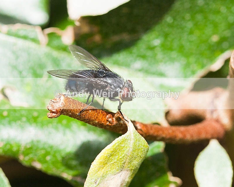 20110814-IMG_6243 - Insects