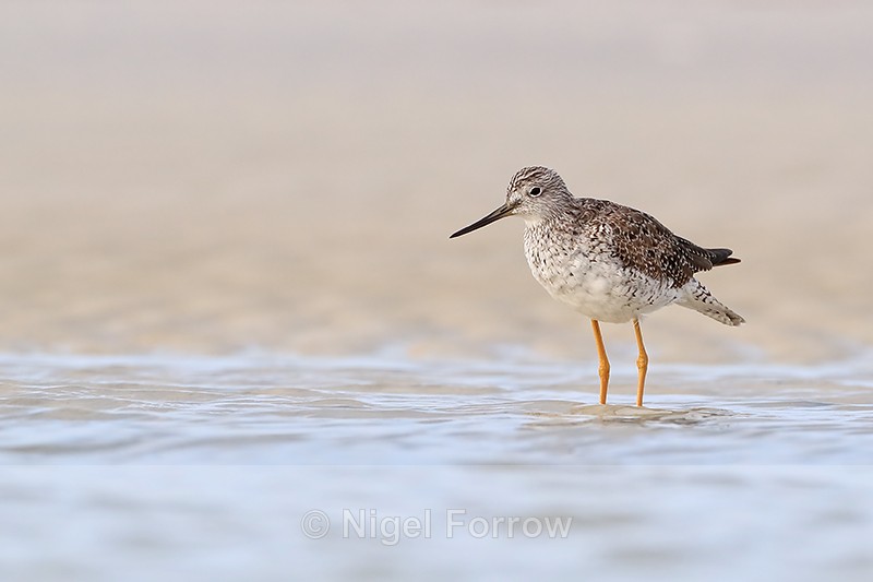 Greater Yellowlegs showing tail, Fort De Soto, Florida - Greater Yellowlegs