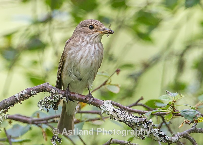 Astland Photography, Bird and Wildlife Images, Susan and Peter Wilson, U.K