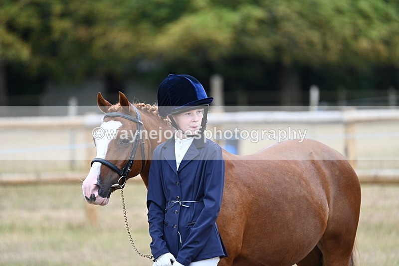 WJ7_8400 - Class 4 Prettiest Mare up to 14.2hh