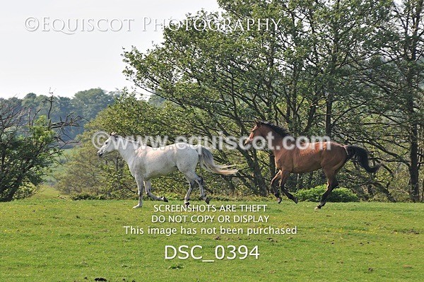 DSC_0394 - ARCHIVE REQUEST - Quincy and Guinness