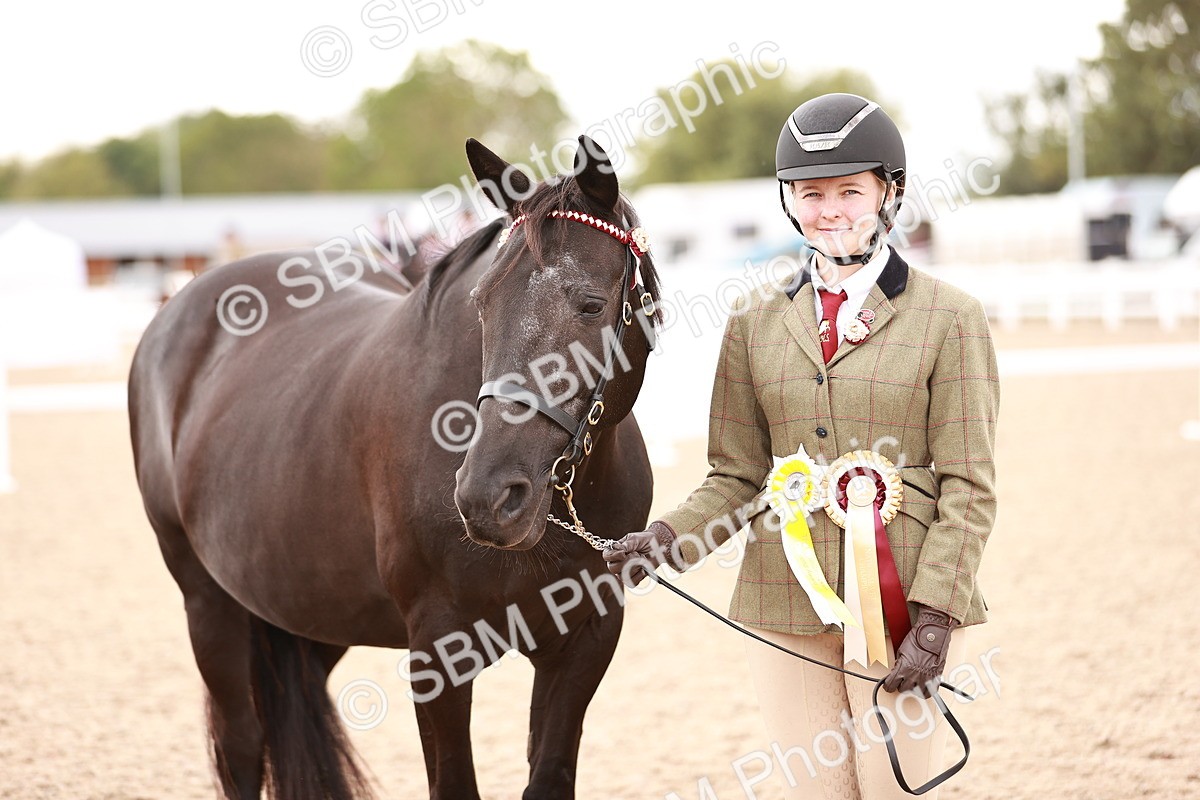 SBM_16155 - Class 411 - Prettiest Mare - (IH or Ridden Adult)