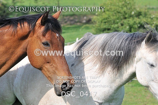 DSC_0417 - ARCHIVE REQUEST - Quincy and Guinness