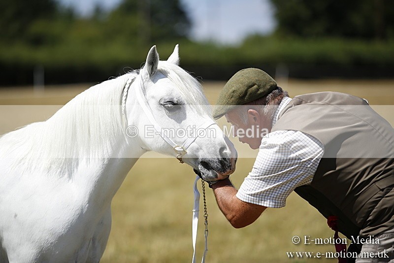 _C7A0156 - In Hand Championship BVRC Show 2018