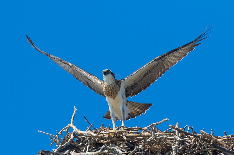 0A3A5014 Here Goes - Osprey