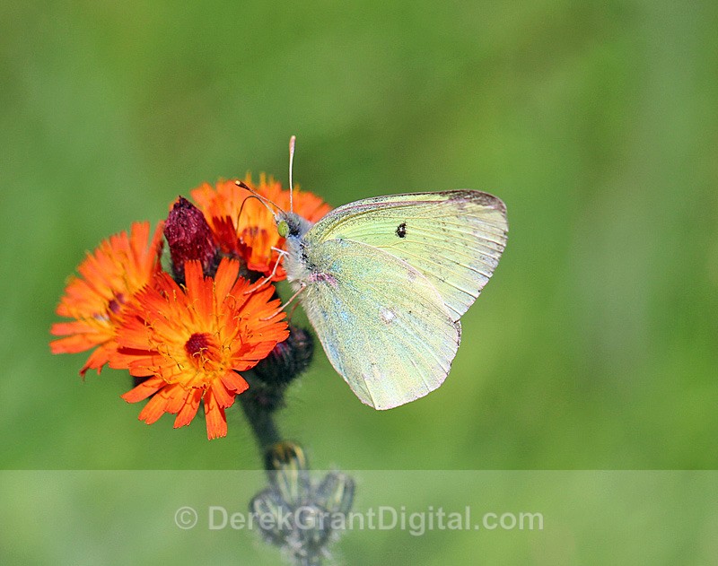 Pink-edged Sulphur - Butterflies & Moths of Atlantic Canada