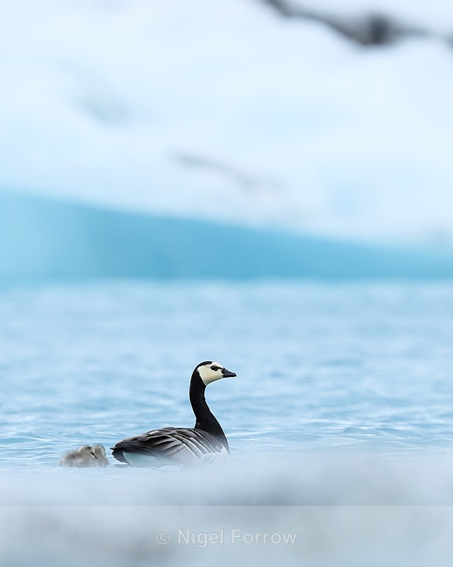 Barnacle Goose amongst icebergs, Jokulsarlon, Iceland - Barnacle Goose