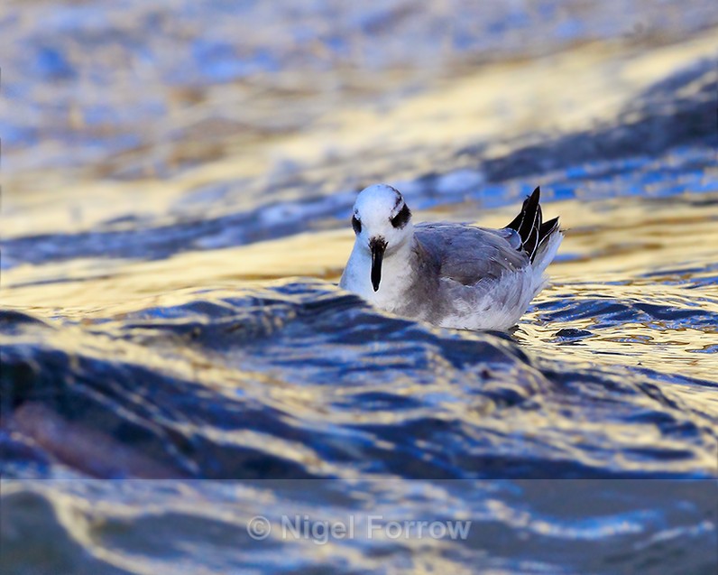 Grey Phalarope riding the waves at Farmoor Reservoir - Grey Phalarope