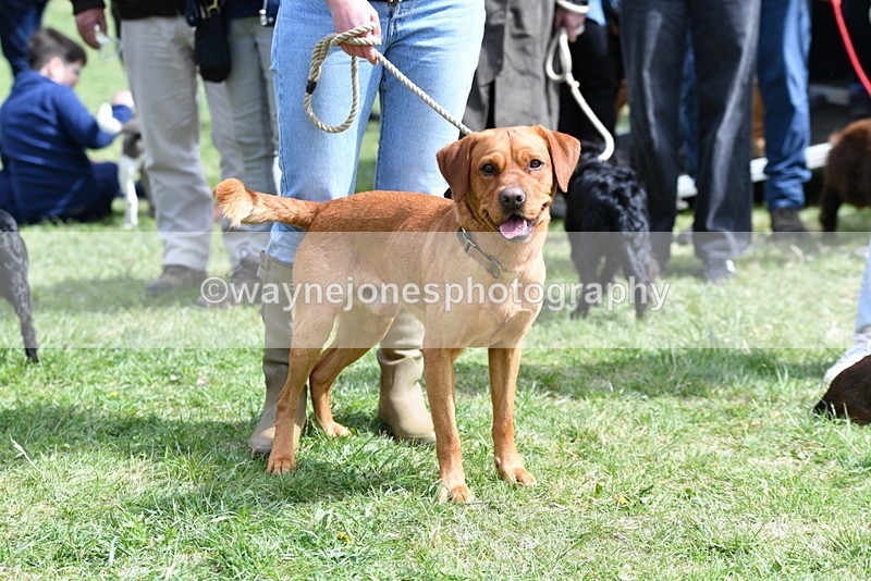 WJ5_9803 - Class 3 Most Handsome Dog