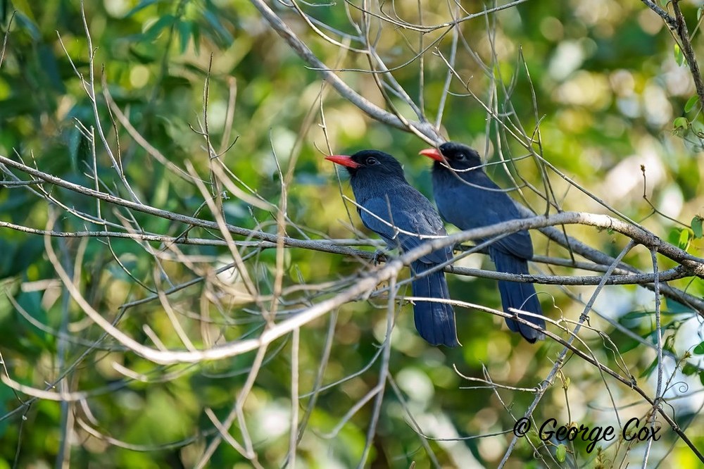black fronted nun birds