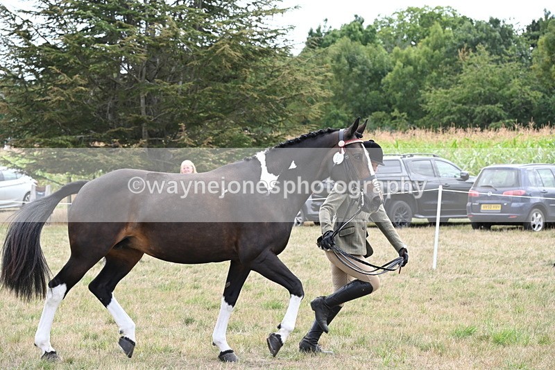 WJ6_6234 - Class 19 In-hand Veterans (Uploaded correct folder)