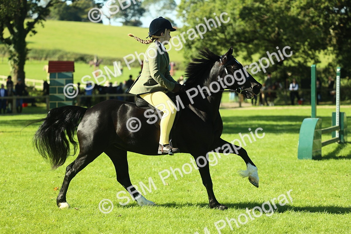 SBM_37399 - S29 - Novice & Newcomers Working Hunter Pony