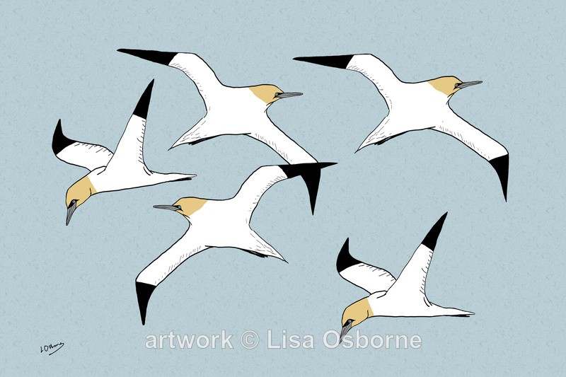 Gannets - DIGITAL ARTWORK