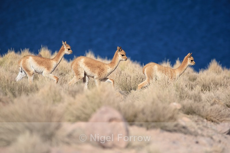 Three young Vicunas pass by, Laguna Miscanti, Chile - Vicuna