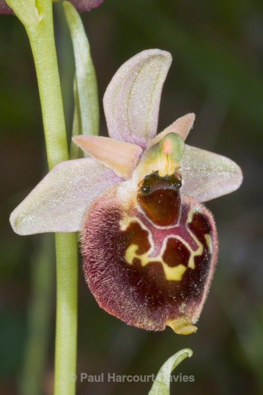 Small-patterned Ophrys (Ophrys fuciflora ssp. parvimaculata) - Orchids - Ophrys