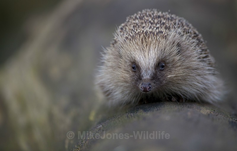 HEDGEHOG - FAVOURITES WILDLIFE GALLERY. Selected images from the wildlife collections.