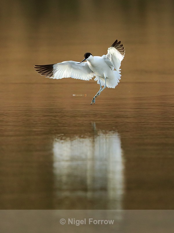 Avocet landing on the Brownsea Island lagoon - Avocet