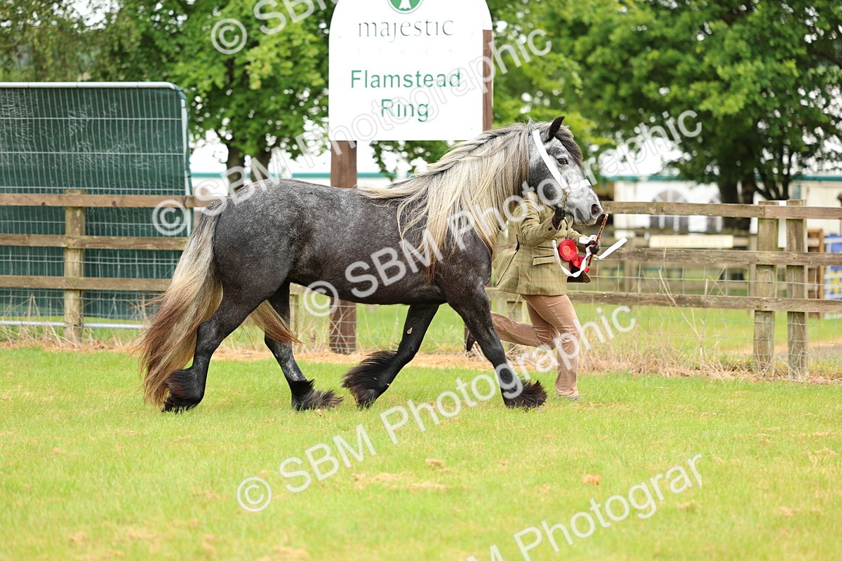 SBM_00453 - Class 58-67 - M&M Non Welsh Pony In hand
